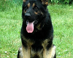 Собаки в Москве: Чёрная немецкая овчарка Девочка, Бесплатно - фото 4