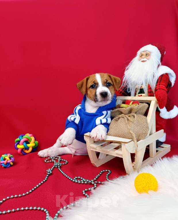 Собаки в Чите: Красавчик Джек Рассел терьер  Мальчик, 35 000 руб. - фото 3