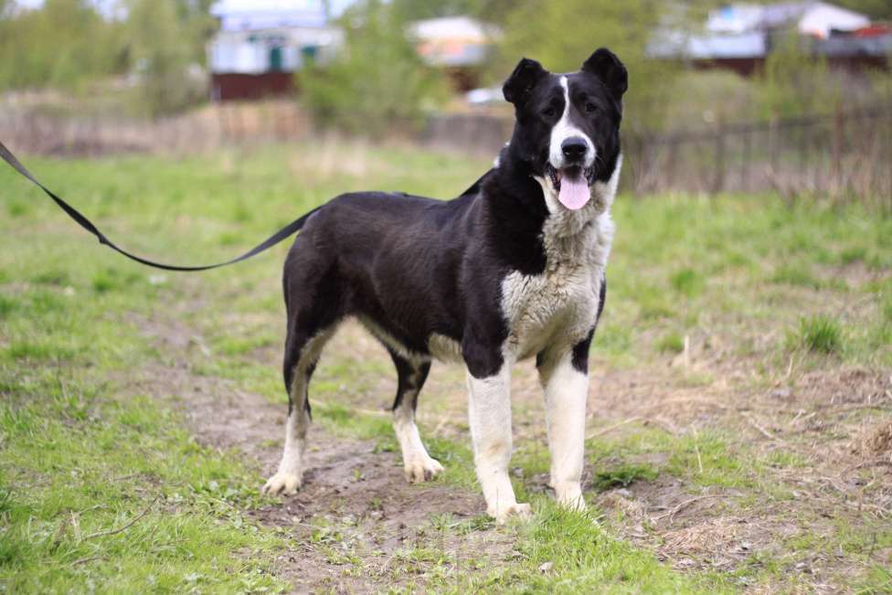 Собаки в Видном: Алабай Йенифер, 2 года Девочка, Бесплатно - фото 7