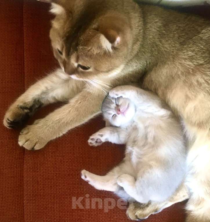 Кошки в Сухиничах: Шотландский вислоухий котенок голубое золото Девочка, 10 000 руб. - фото 4