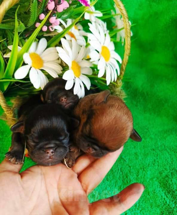 Собаки в Москве: Щенки пти-брабансоны на май Мальчик, 40 000 руб. - фото 4