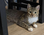 Кошки в Санкт-Петербурге: Нежная кошечка Тася Девочка, Бесплатно - фото 1