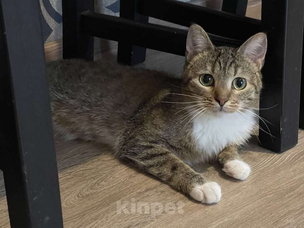 Кошки в Санкт-Петербурге: Нежная кошечка Тася Девочка, Бесплатно - фото 1