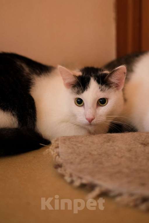 Кошки в Санкт-Петербурге: Лунтик из приюта в добрые руки Мальчик, Бесплатно - фото 4