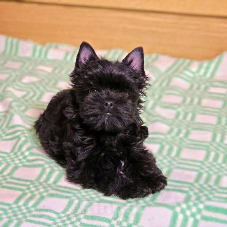 Собаки в Москве: Йоркширский терьер-маленькое чудо в доме Мальчик, 20 000 руб. - фото 4