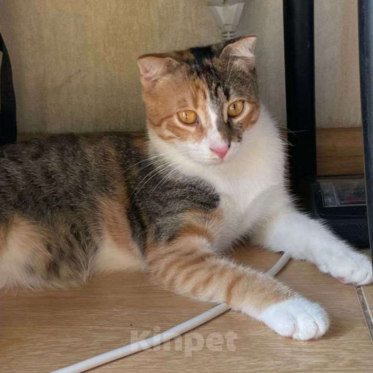 Кошки в Москве: Веснушка выкинули хозяева Девочка, Бесплатно - фото 4