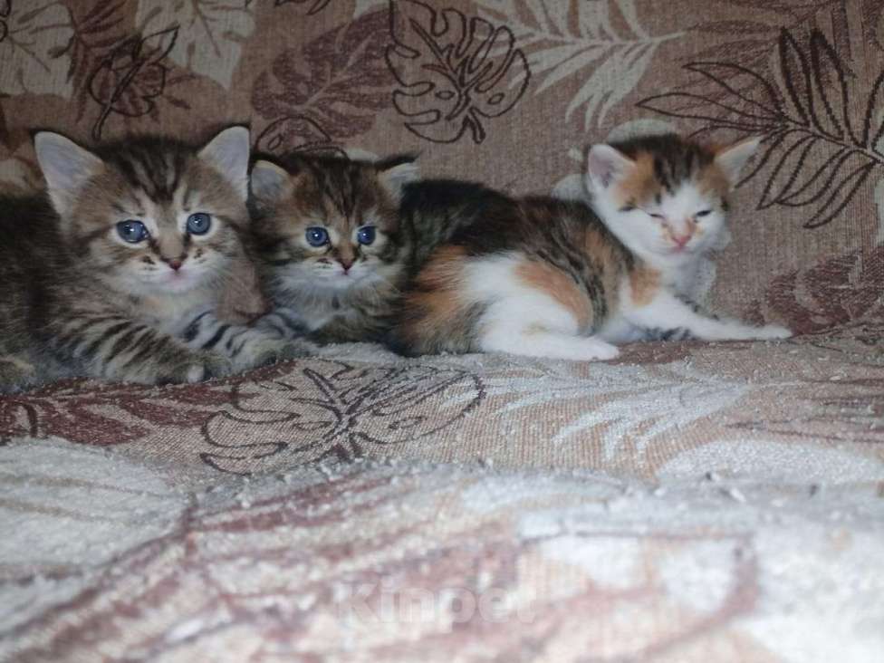 Кошки в Уфе: Продаются котята Девочка, 500 руб. - фото 3