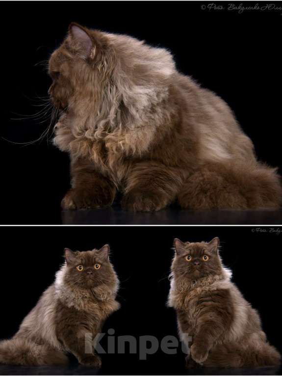 Кошки в Воронеже: Кот длинношерстный шоколадный британец Мальчик, 30 000 руб. - фото 2