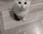 Кошки в Ижевске: Котята 2 месяца Разнополые, 1 500 руб. - фото 4