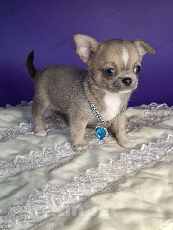 Собаки в Москве: Супер кукольный малыш Мальчик, 50 000 руб. - фото 6