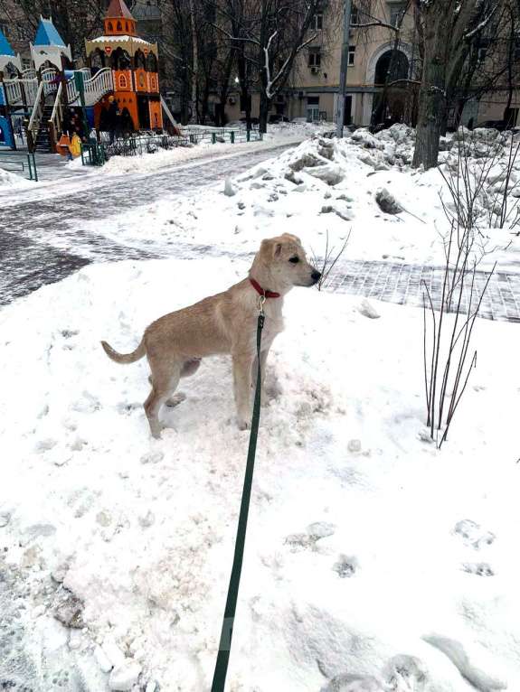 Собаки в Москве: Лаки. Щенок кобель, метис ретривера, 5 месяцев. Мальчик, Бесплатно - фото 1