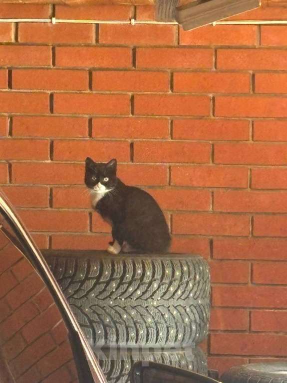 Кошки в Москве: Отдам котенка в добрые руки  Девочка, Бесплатно - фото 5