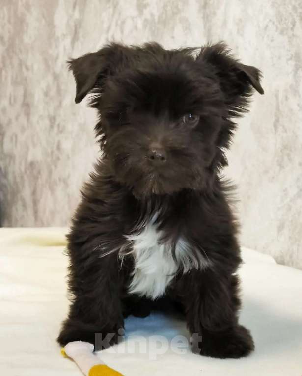 Собаки в Москве: Цветной йорк Мальчик, 56 000 руб. - фото 3