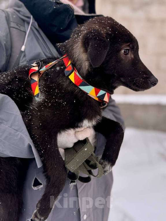 Собаки в Уфе: Щенок Мальчик, 300 руб. - фото 1