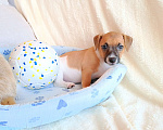 Собаки в Анапе: Щеночки джек Рассел терьер Девочка, 18 000 руб. - фото 1