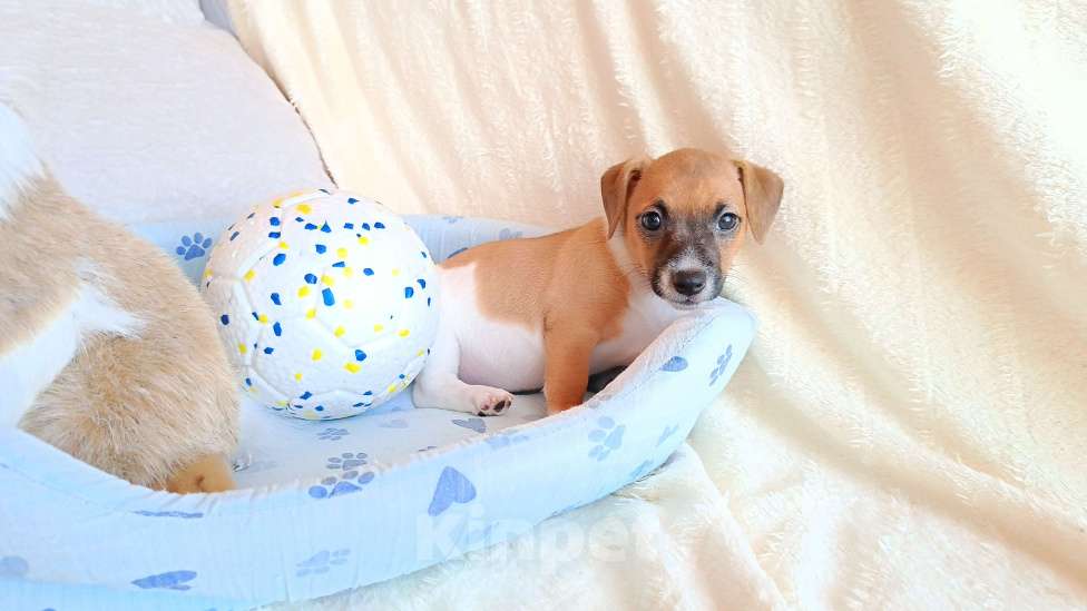 Собаки в Анапе: Щеночки джек Рассел терьер Девочка, 18 000 руб. - фото 1