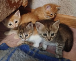 Кошки в Астрахани: Котята Разнополые, Бесплатно - фото 7