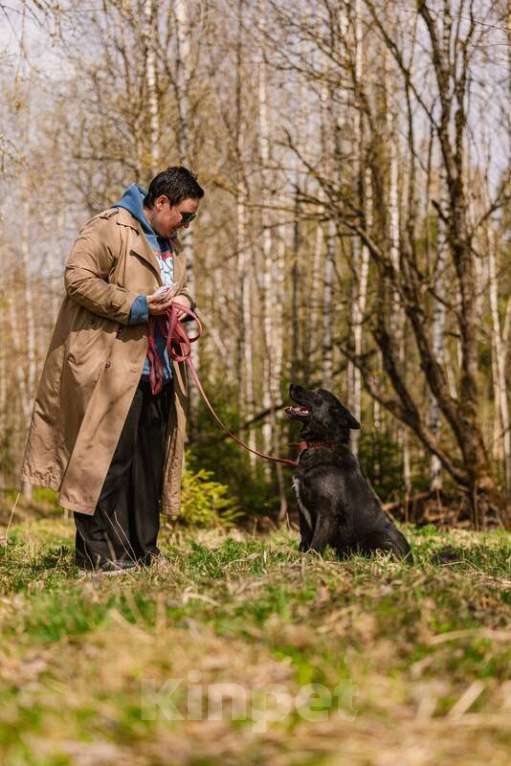 Собаки в Москве: Ненецкая оленегонная лайка Эльза в добрые руки Девочка, Бесплатно - фото 2