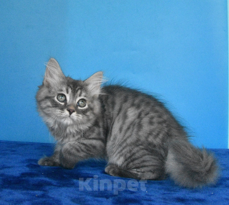 Кошки в Москве: Сибирский котик Мальчик, 45 000 руб. - фото 2