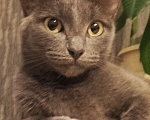 Кошки в Тольятти: Просим помочь вернуть любимую кошечку домой  Девочка, 1 руб. - фото 1