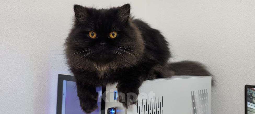 Кошки в Краснодаре: Дасти Pol Catana Девочка, 45 000 руб. - фото 4