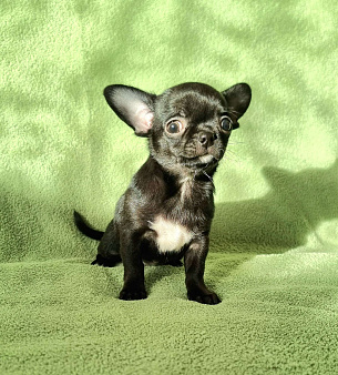 малышка чихуахуа