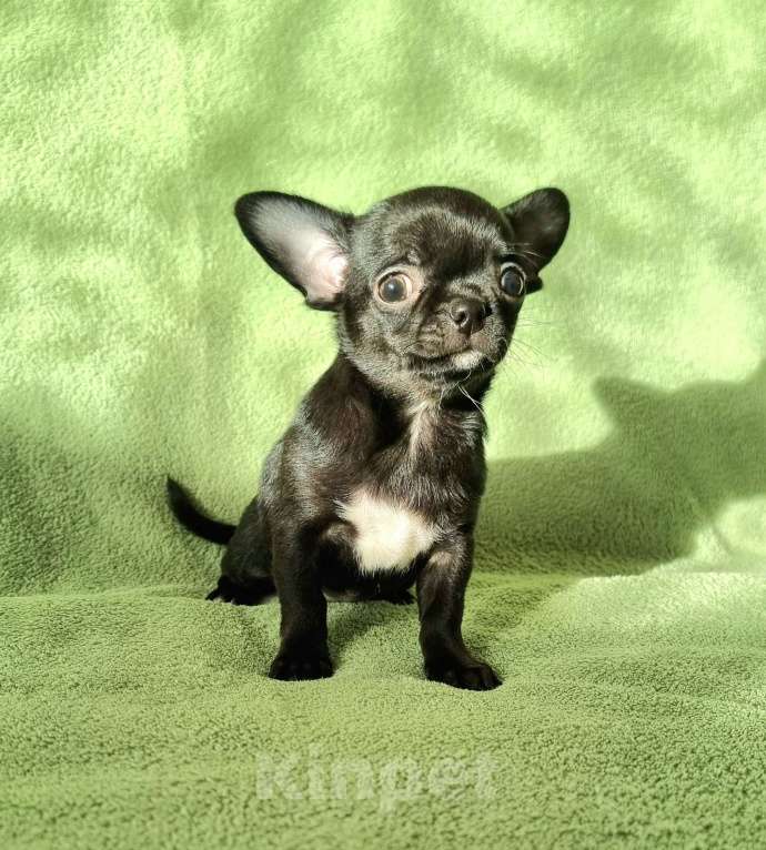 Собаки в Москве: малышка чихуахуа Девочка, 60 000 руб. - фото 1