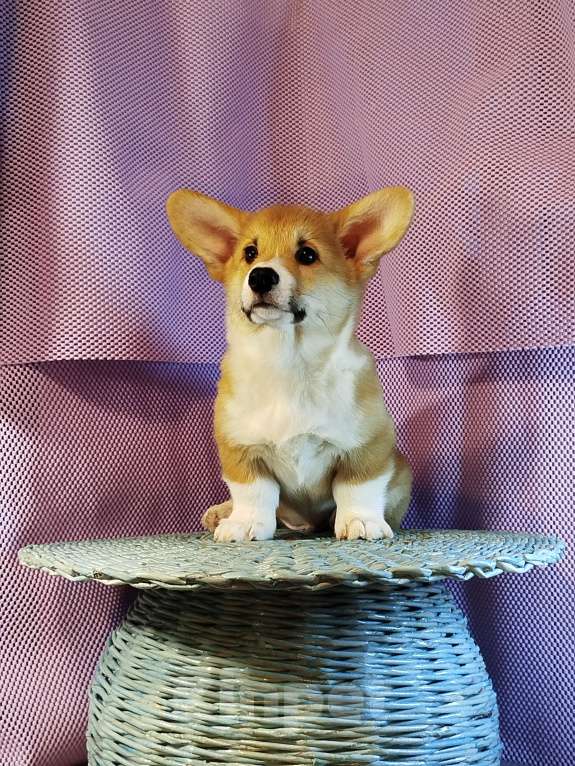 Собаки в других городах Тверской области: Щëголь из Дома Левшовой Мальчик, Бесплатно - фото 6