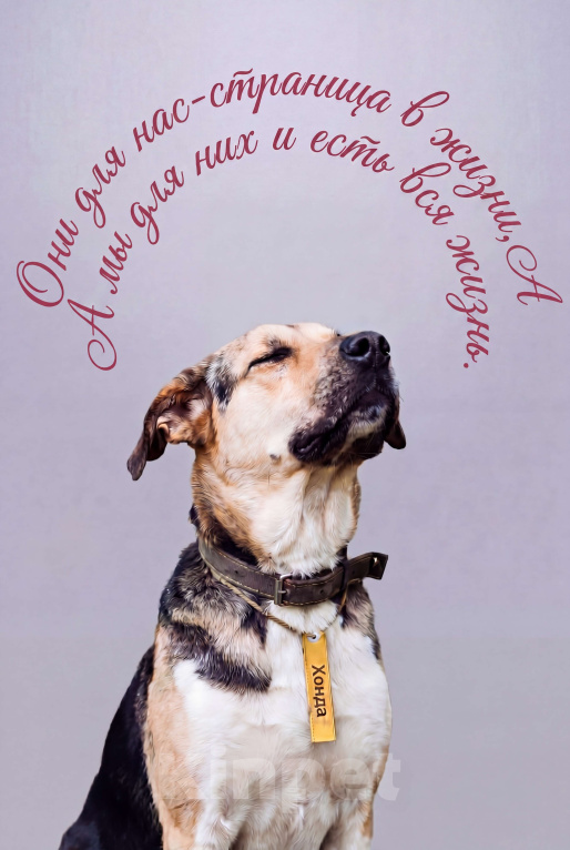 Собаки в Калуге: Крупная собака (лошадка) Хонда в добрые руки Девочка, Бесплатно - фото 1