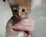 Кошки в Ульяновске: Котята рыжие с белым, мальчики девочки Девочка, 200 руб. - фото 1