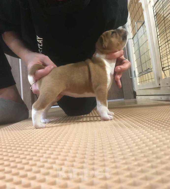 Собаки в Санкт-Петербурге: Щенки басенджи Мальчик, 75 000 руб. - фото 6