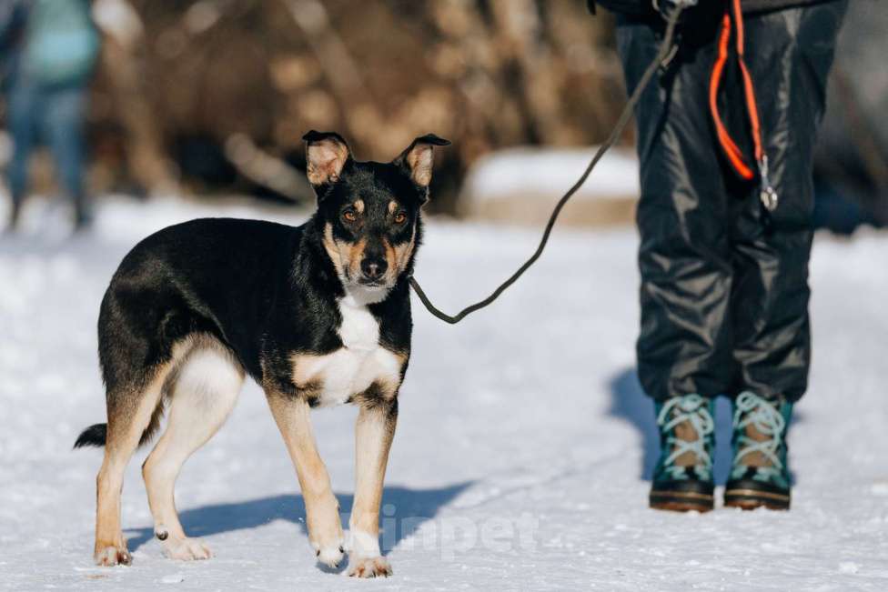 Собаки в Москве: Познакомьтесь с очаровательной Эн-ю!  Девочка, Бесплатно - фото 4