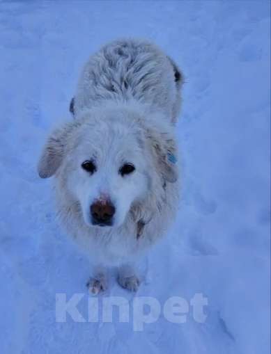 Собаки в Люберцах: Белка ищет дом и семью Девочка, Бесплатно - фото 2