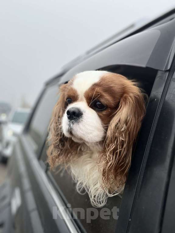 Собаки в Комсомольске-На-Амуре: Щенки благородного происхождения  Девочка, 130 000 руб. - фото 5