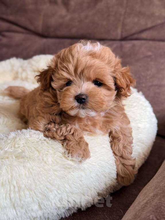 Собаки в Красноярске: Мальтипу, щенок Мальчик, 180 000 руб. - фото 5