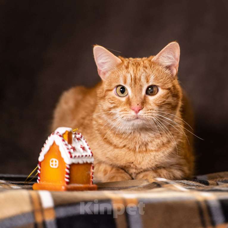 Кошки в Клине: Ханни — очаровательная кошечка Девочка, Бесплатно - фото 3