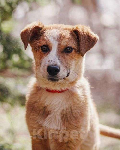 Собаки в Москве: Милейшая Дива,домашняя девочка-щенок ищет дом Девочка, Бесплатно - фото 9