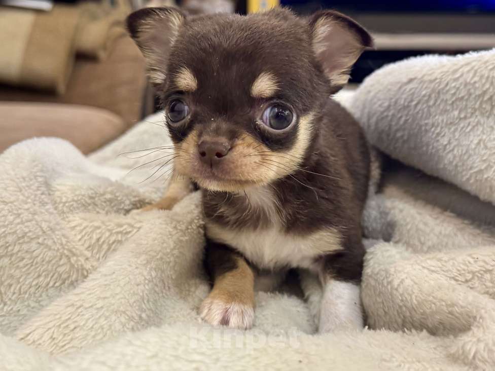 Собаки в Балашихе: Девочка чихуахуа  Девочка, 70 000 руб. - фото 4