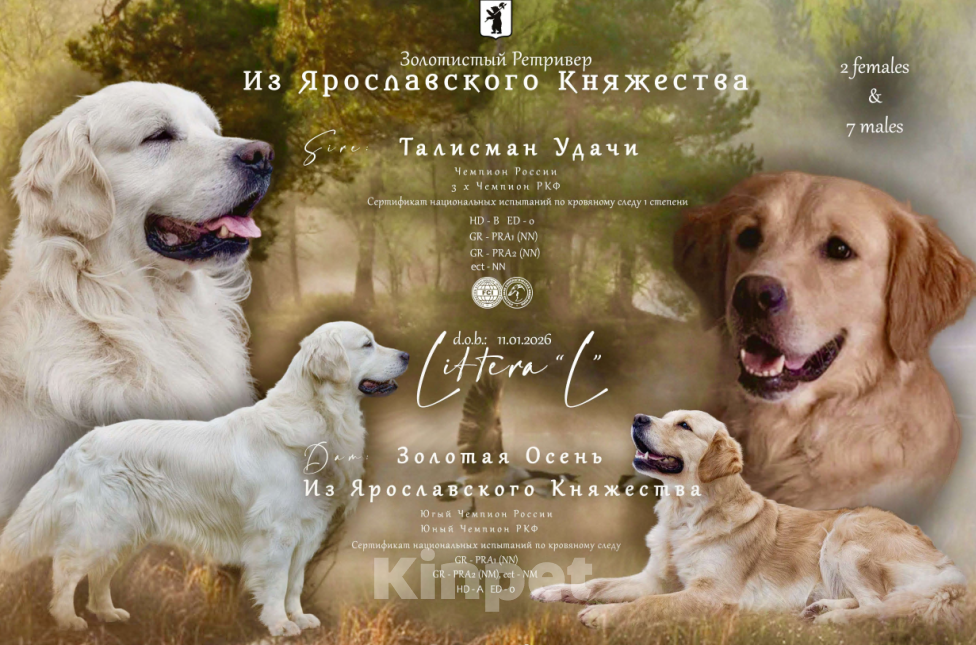 Собаки в Москве: Щенки Золотистого ретривера Мальчик, Бесплатно - фото 5