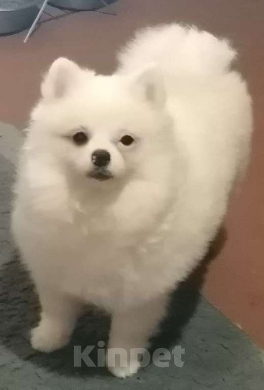 Собаки в Таганроге: Шпиц НЕМЕЦКИЙ мини  Девочка, 20 000 руб. - фото 2