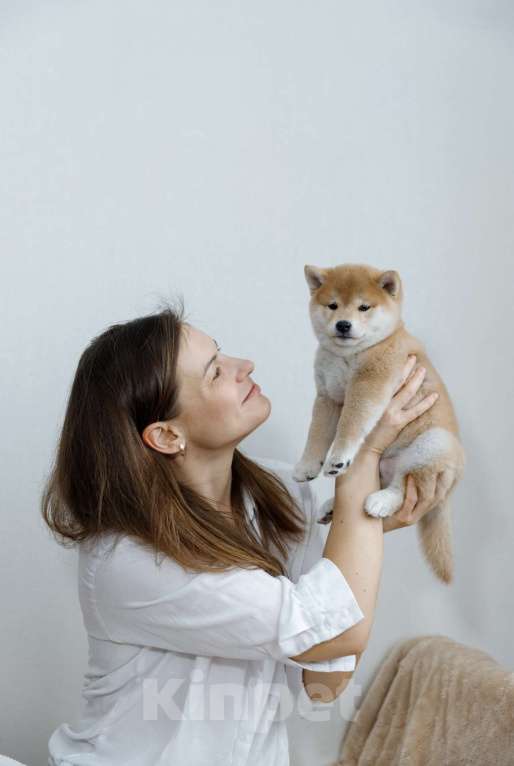 Собаки в Москве: Щенок сиба ину Мальчик, 50 000 руб. - фото 6