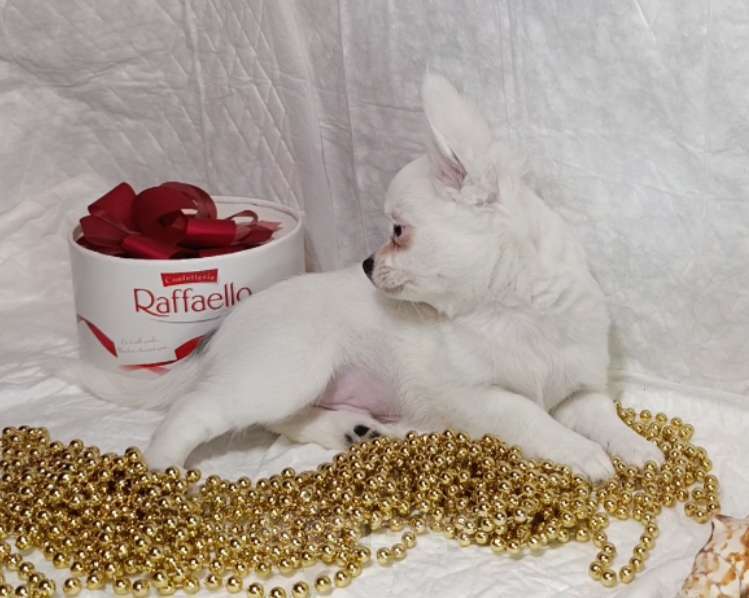 Собаки в Санкт-Петербурге: Щенок чихуахуа, снежный мальчик Мальчик, 100 000 руб. - фото 5