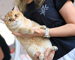 Кошки в Владивостоке: Британский котёнок. Чудесная девочка Девочка, 70 000 руб. - фото 4