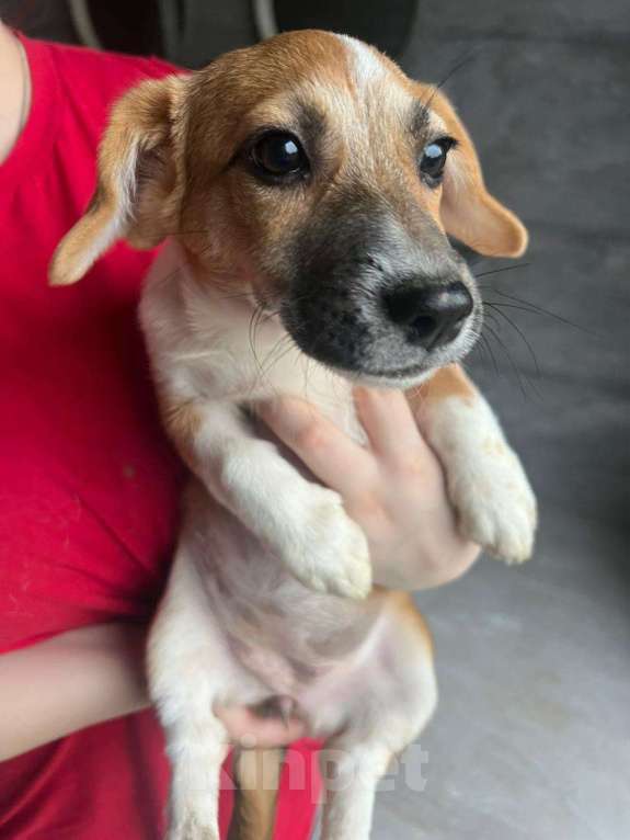 Собаки в Москве: Щенки метисы вельш корги и джек-рассел-терьера Девочка, 1 руб. - фото 4