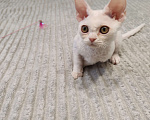 Кошки в Королеве: Котенок девон-рекс Девочка, 65 000 руб. - фото 5