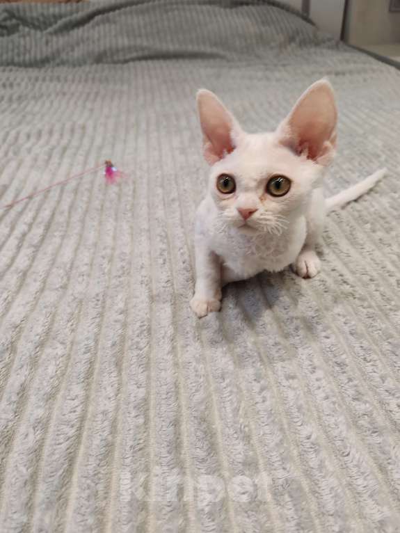 Кошки в Королеве: Котенок девон-рекс Девочка, 65 000 руб. - фото 5
