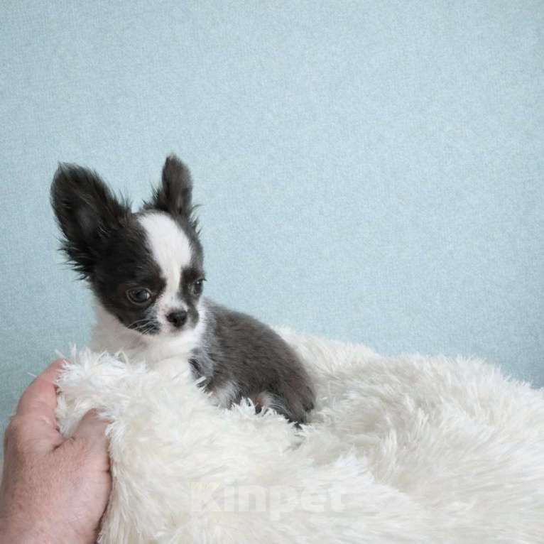 Собаки в Москве: Журавлик Сизокрылый Мальчик, 70 000 руб. - фото 2