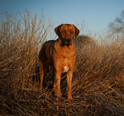 Брохольмер