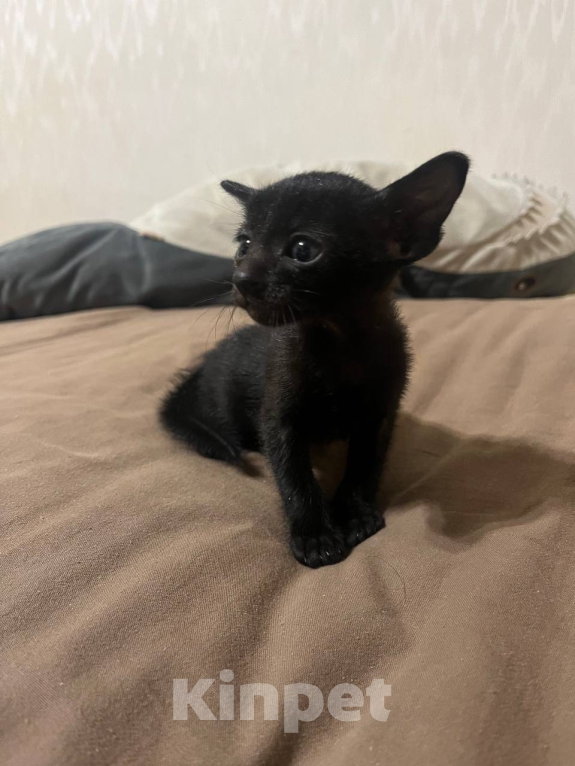 Кошки в Москве: Ориентальный котенок  Девочка, 20 000 руб. - фото 1