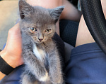 Кошки в Самаре: Котенок бесплатно Девочка, Бесплатно - фото 2